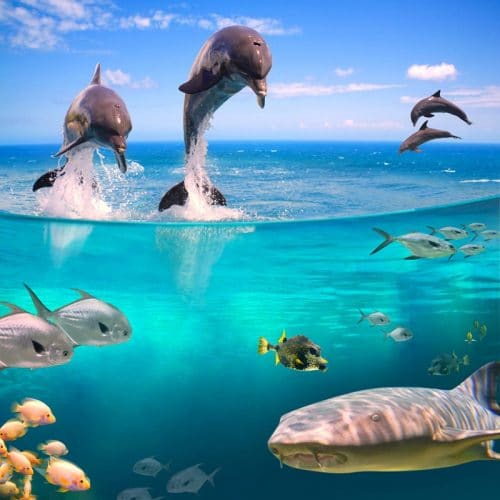 Fototapeta z delfinami