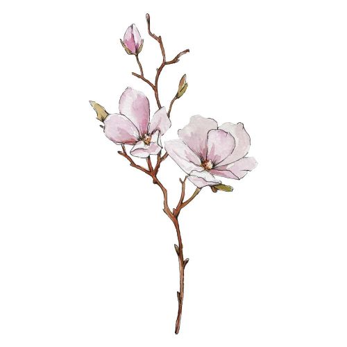 naklejka kwiaty magnolii na ścianie